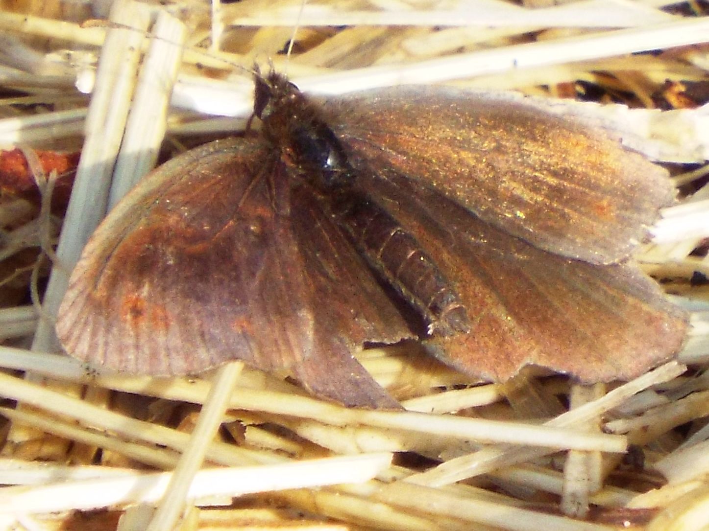 Farfalle malmesse - Erebia sp.